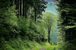 pathway between green leafed trees